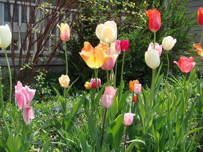 52 Nancy's Garden [2009 May 10].JPG - Nancy's Garden.